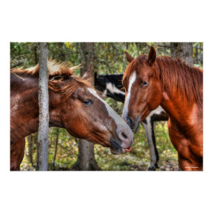 Póster Engraçado Chestnut Stallion & Mare em uma foto da