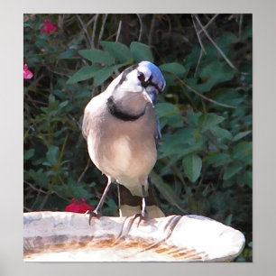 Poster engraçado de Jay azul dos CF