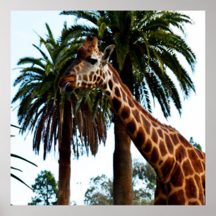 Poster Engraçado Girafa Dando Um Framboesa,