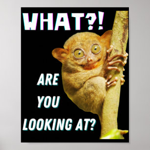 Poster Engraçado, Grande Olho Tarsier O Que Você Está Olh