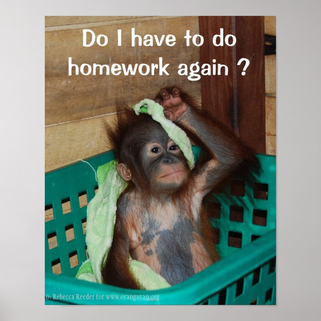 Poster Engraçado Homework com Baby Orangutan (Frente)