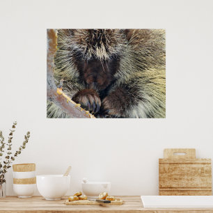 Póster Enigma da Natureza