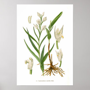 Poster Ensifolia do Cephalanthera