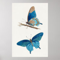 Entomologia americana, borboletas por Thomas Say
