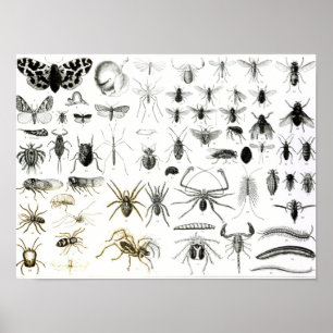 Poster Entomologia, Myriapoda e aracnídeos