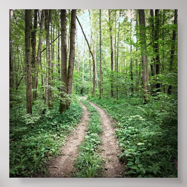 Poster Entrando na floresta (Frente)