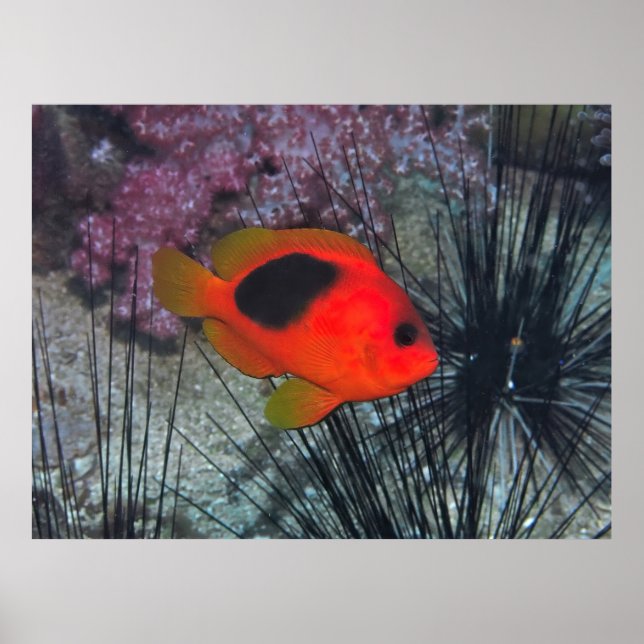 Poster Entre os Urchins (Frente)