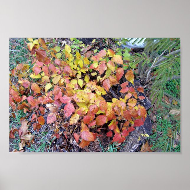 Póster Envenenamento por queda (Frente)