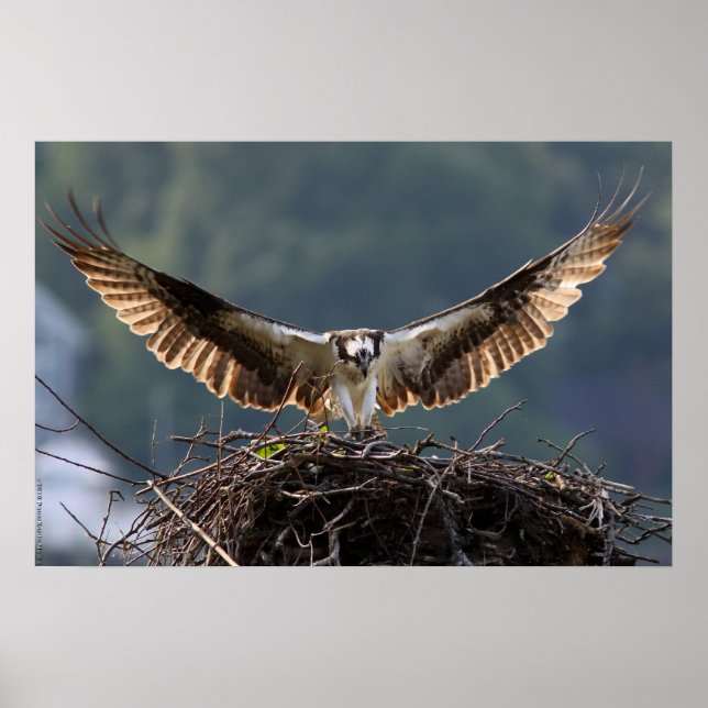 Poster envergadura (Frente)