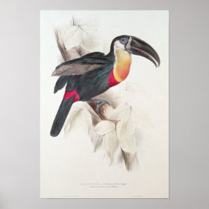 Póster Enxofre e Toucan breasted branco, século XIX