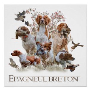 Póster Epagneul Breton, Bretanha Spaniel