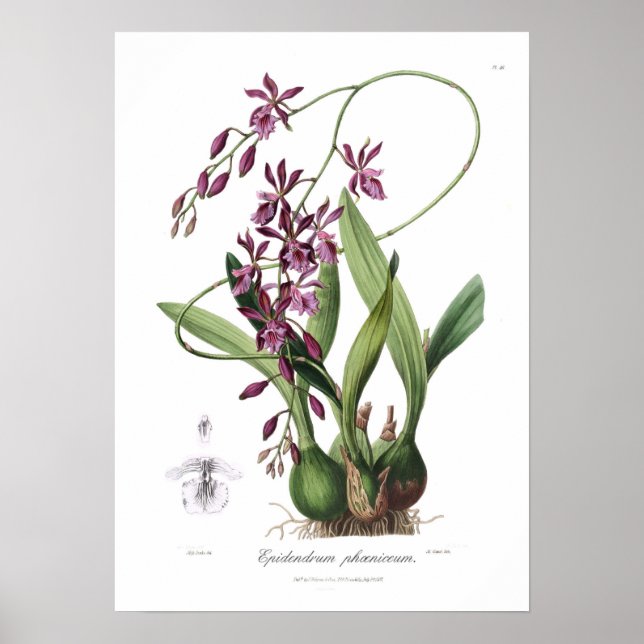 Poster Epidendrum Phoeniceum. (Frente)