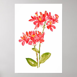 Poster Epidendrum radanes Orchid Watercolo laranja