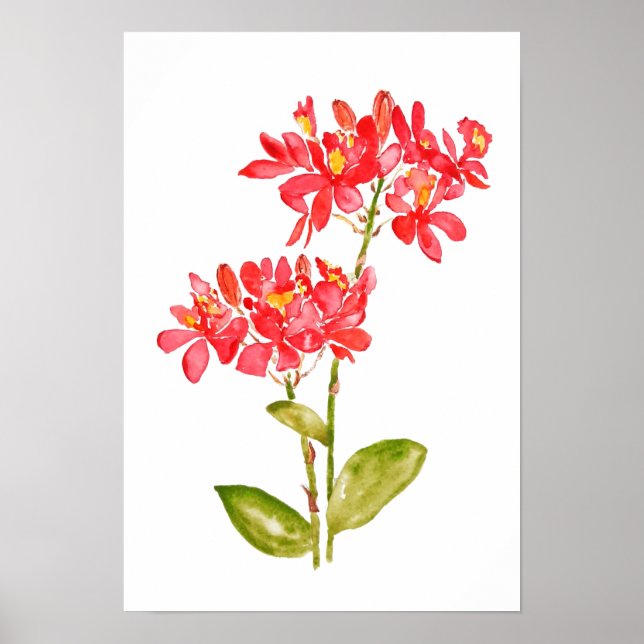 Poster Epidendrum radanes Orchid Watercolo laranja (Frente)