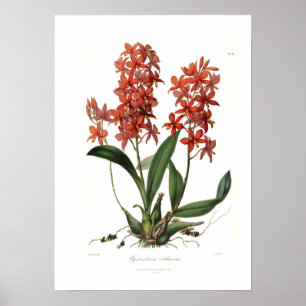 Póster Epidendrum Vitellino