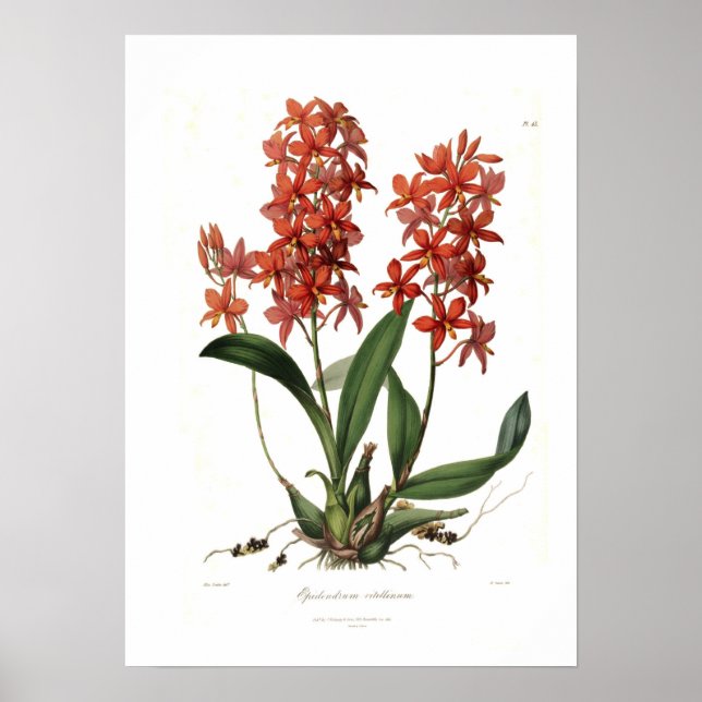 Póster Epidendrum Vitellino (Frente)