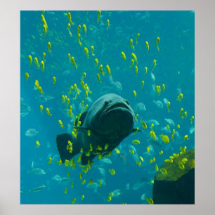 Póster Epinephelus gigante Lanceolatus da garoupa