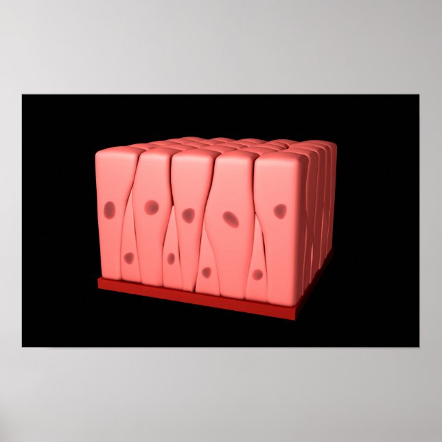 Póster Epithélio Columnar Pseudoestratificado (Frente)