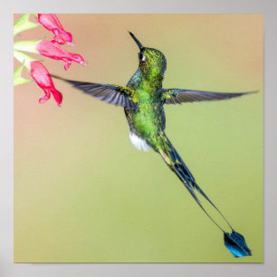 Poster Equador Hummingbird com Penas de Cauda Longa
