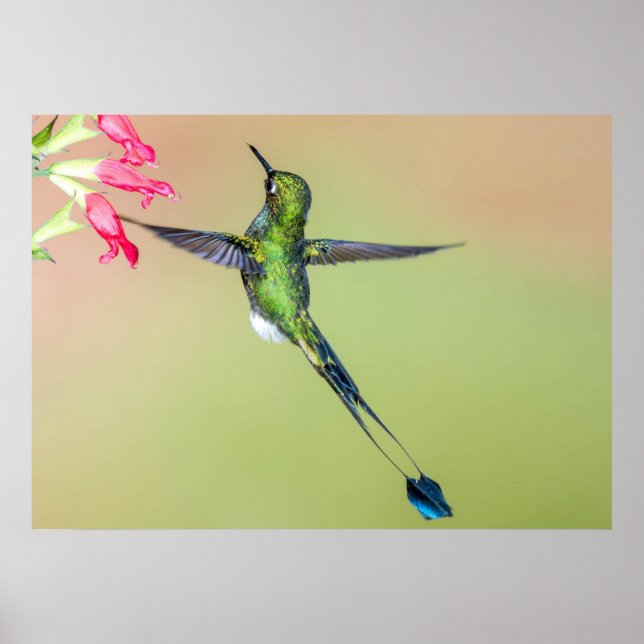Poster Equador Hummingbird com Penas de Cauda Longa (Frente)