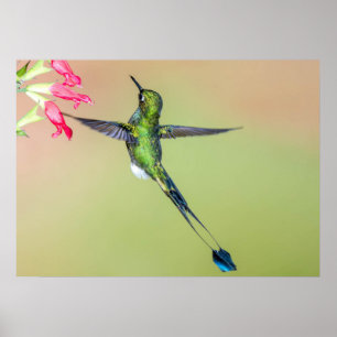 Poster Equador — Hummingbird Verde com Longa Cauda