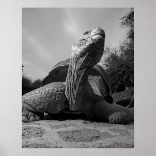 Póster Equador, Parque Nacional Ilhas Galápagos, Santa
