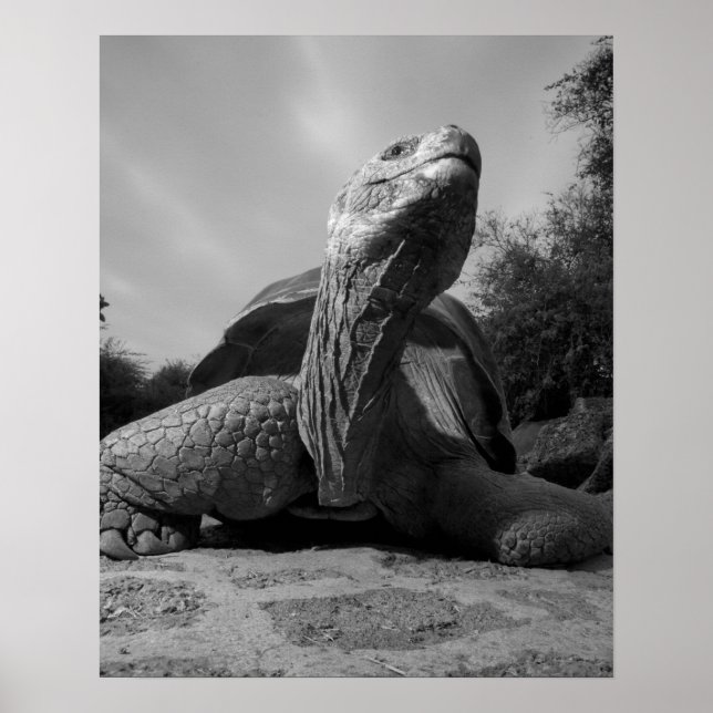 Póster Equador, Parque Nacional Ilhas Galápagos, Santa (Frente)