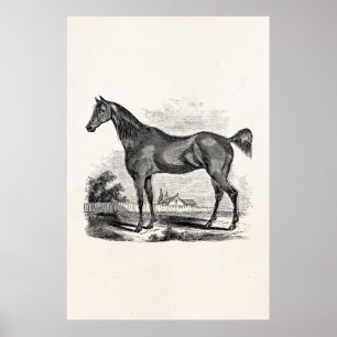 Póster Equestrian do cavalo do puro-sangue do vintage
