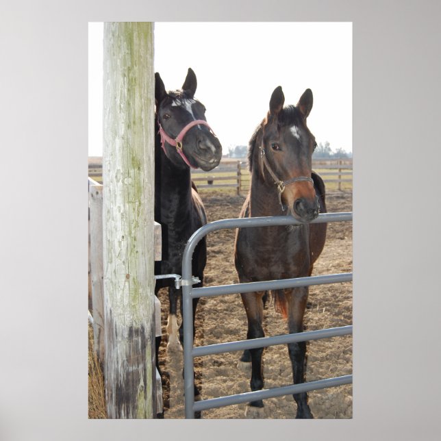 Póster Equídeos (Frente)