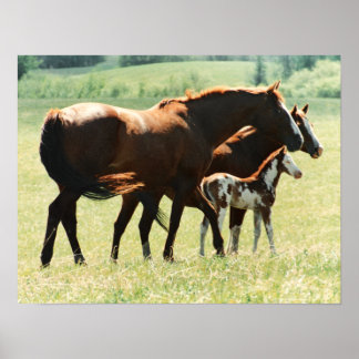 Póster Equídeos e Fotos