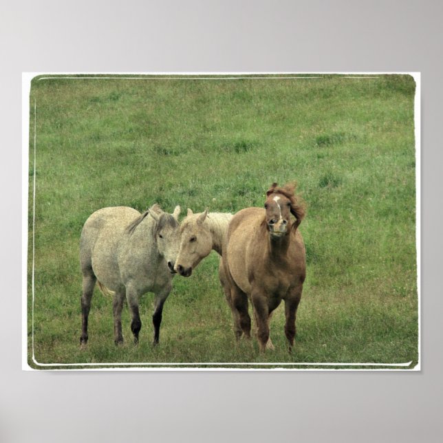 Póster Equídeos Engraçados (Frente)