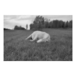 Póster Equino de campo B&W do equídeo branco que dorme