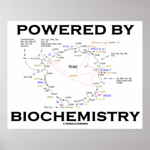 Póster Equipado Com Bioquímica (Ciclo De Krebs)