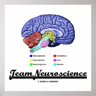 Poster Equipe de Neurociência (atitude de anatomia cerebr