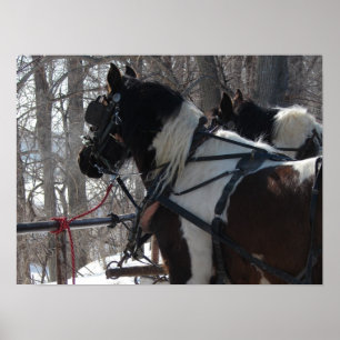 Póster Equipe do esboço do Pinto