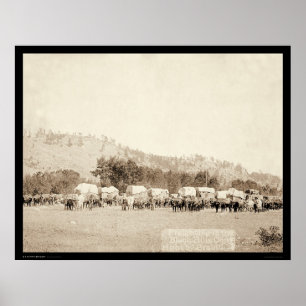 Póster Equipes do boi que transportam no vale Black Hills