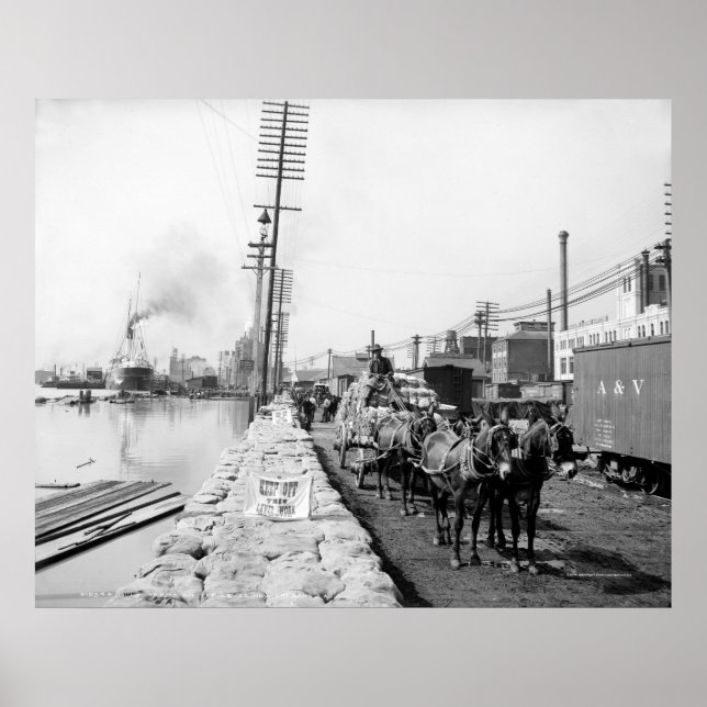 Póster Equipes Mule no Levee, Nova Orleans: 1903 (Frente)