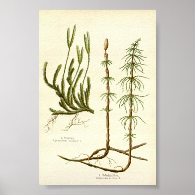 Poster  Equisetum arvense &  Lycopodium clavatum (Frente)