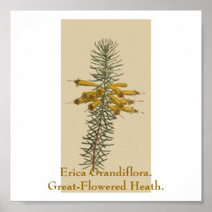 Poster Erica Grandiflora. Charneca Excelente-Florescida