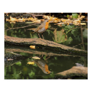 Póster Erithacus rubecula