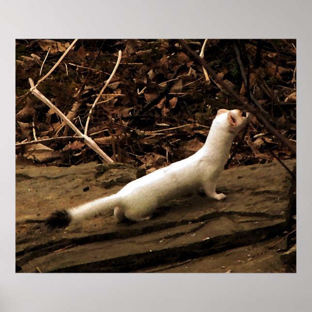Poster Ermine (Frente)