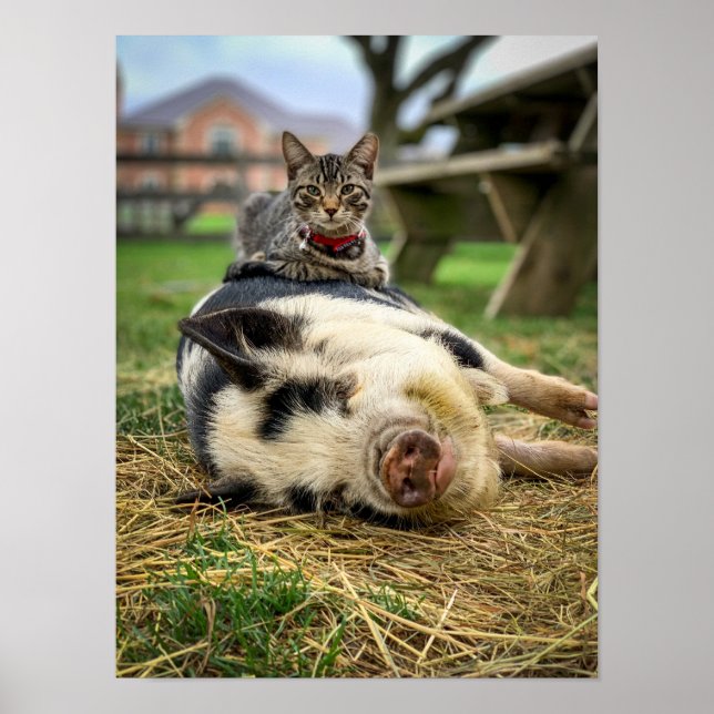 Poster Ernest & Sassy Impressão! (Frente)