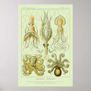 Poster Ernst Haeckel