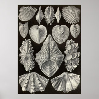 Poster Ernst Haeckel - Acephala