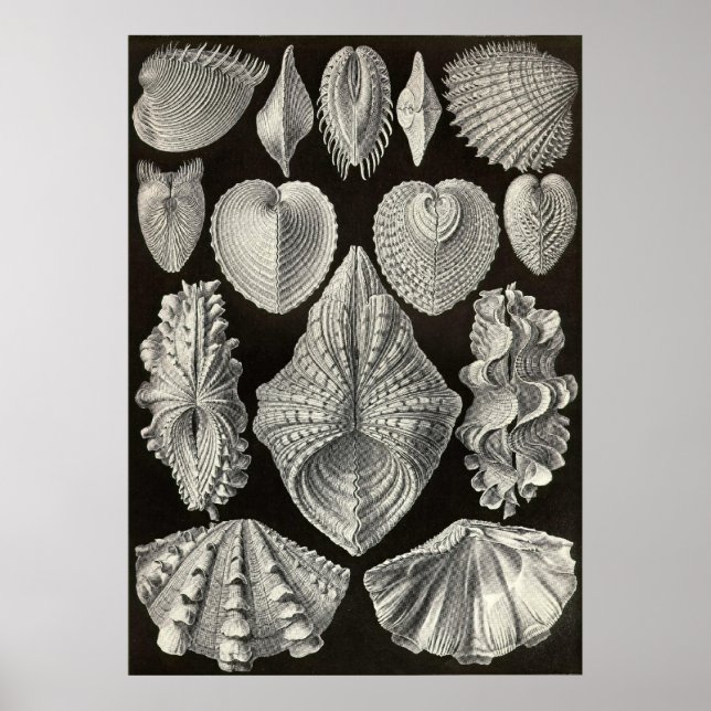 Poster Ernst Haeckel - Acephala (Frente)