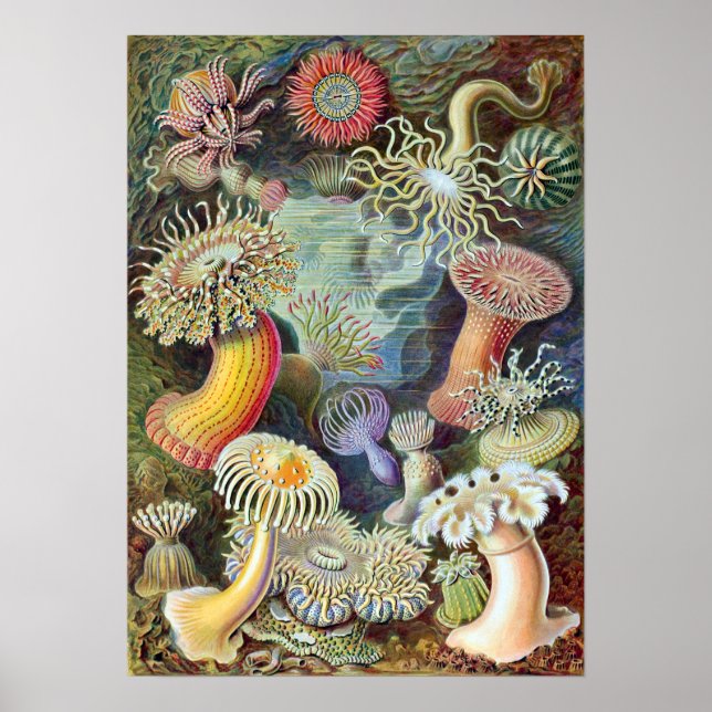 Poster Ernst Haeckel Actiniae (Frente)