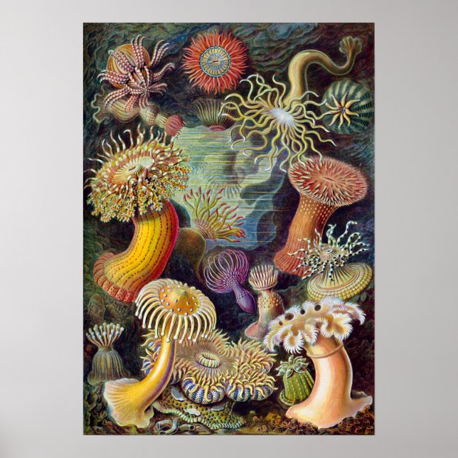 Póster Ernst Haeckel Actiniaea anemone (Frente)