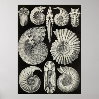 Póster Ernst Haeckel - Ammonitida
