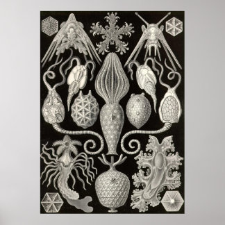 Poster Ernst Haeckel - Amphoridea