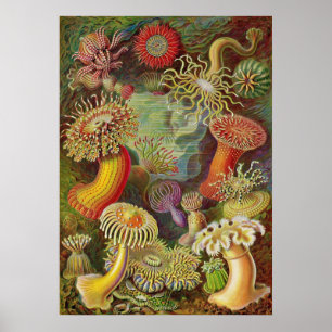 Poster Ernst Haeckel - anêmonas de Actiniae